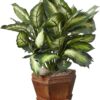 Artificial Dieffenbachia Plant with Decorative Wooden Planter