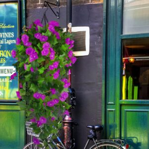 Artificial Purple Morning Glory Hanging Basket with Green Foliage - Image 5